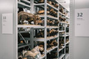 Einblicke in die Sammlungen des LWL-Museums für Naturkunde gibt es bei der Führung durch das Zentralmagazin in der Speicherstadt in Münster. (Foto: LWL / Steinweg)