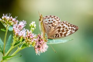 Das LWL-Naturkundemuseum will sich ab Oktober 2026 mit der Biodiversität beschäftigen. (Foto: Jan Ole Kriegs)