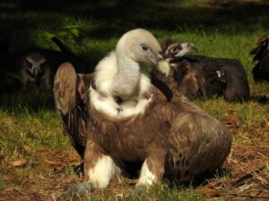 Ein Gänsegeier aus Münster fliegt bald in Bulgarien. (Foto: Allwetterzoo Münster)