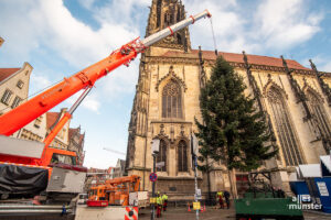 Die Lambertitanne hängt am Haken. (Foto: Michael Bührke)