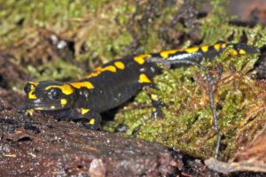 Der Feuersalamander ist in NRW besonders betroffen. Der Allwetterzoo sucht für das Artenschutzprojekt auch erfahrende Privathalter. (Foto: Allwetterzoo)