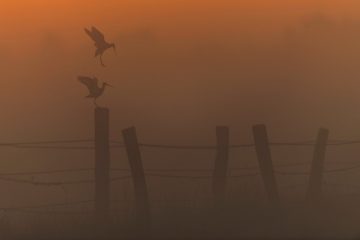 Uferschnepfenbalz. Uferschnepfen sind vor allem in der ersten Aprilhälfte sowie im Juni und Juli in den Rieselfeldern zu beobachten. (Foto: Olaf Niepagenkemper)