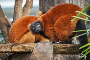 Auch in 2024 war im Allwetterzoo tierisch was los. (Foto: Tessa-Viola Kloep)